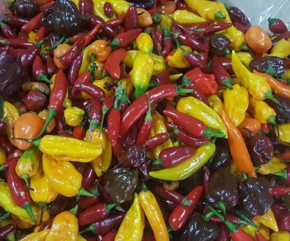 Picture of CHILLI VARIOUS MIXED Organic (KG)