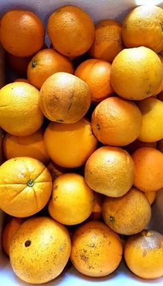 Picture of JUICING ORANGE (KG)