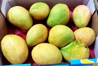 Picture of MANGO  Organic