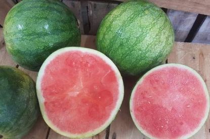 Picture of WATERMELON SEEDLESS Organic (KG)