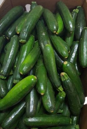 Picture of ZUCCHINI  Organic Small-Medium