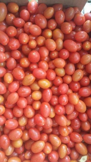 Picture of TOMATO ROMA Organic