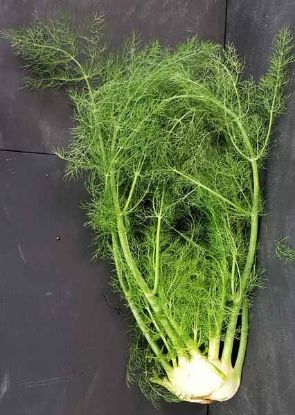 Picture of FENNEL Organic (BULB)