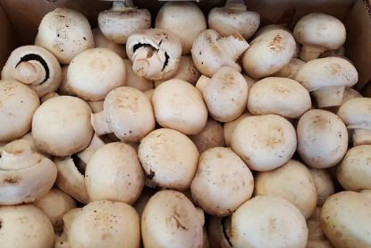 Picture of MUSHROOM WHITE BUTTON Organic (KG)