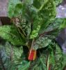 Picture of RAINBOW CHARD Organic (Bunch)