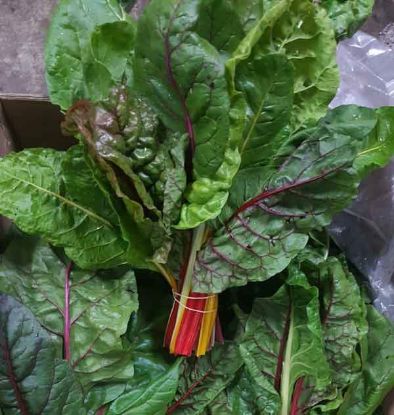 Picture of RAINBOW CHARD Organic (Bunch)