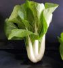 Picture of BOK CHOY Organic (EACH)