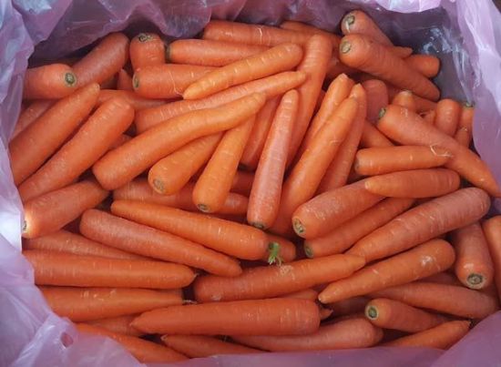 Picture of CARROT Organic Box of 15kg - A Grade