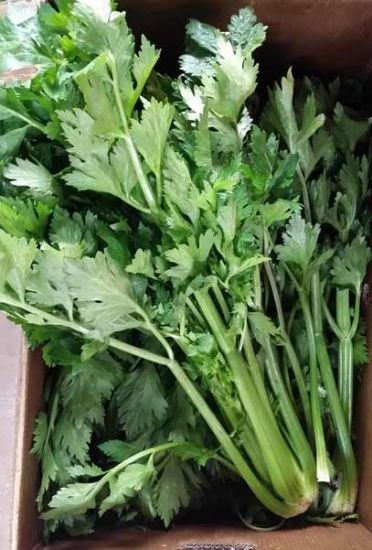 Picture of CELERY Organic Medium - Large (Bunch)