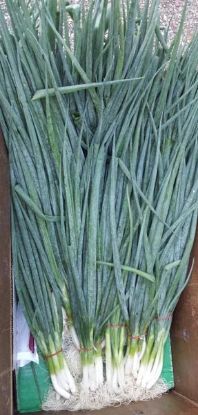 Picture of ESCHALLOTS  Organic (BUNCH)