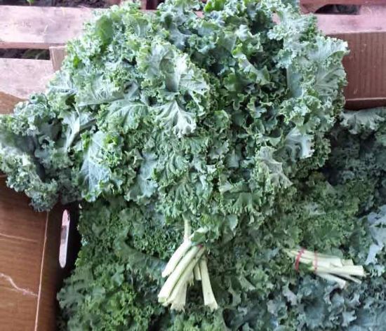 Picture of KALE CURLY GREEN Organic (BUNCH)