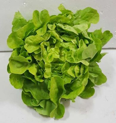 Picture of LETTUCE FANCY / OAKLEAF Organic (EACH)