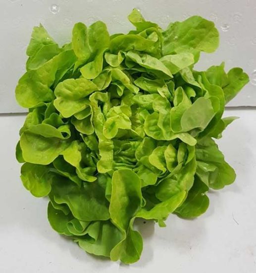 Picture of LETTUCE FANCY / OAKLEAF Organic (EACH)