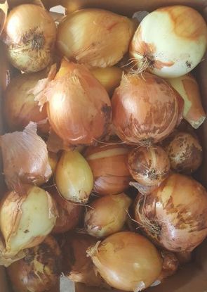 Picture of ONION BROWN Organic (KG)