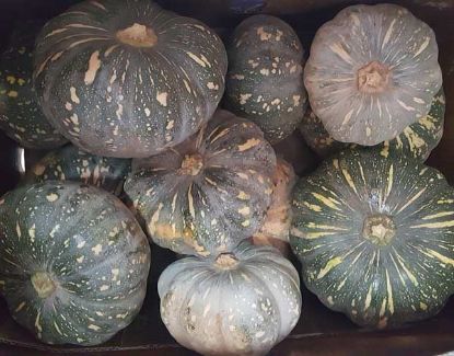 Picture of PUMPKIN JAP/KENT Organic (kg)