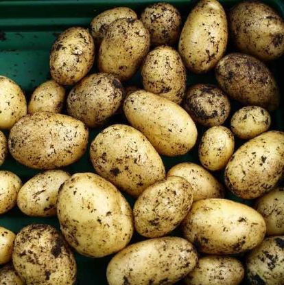 Picture of POTATO NICOLA Organic (kg)