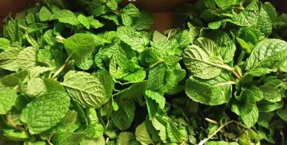 Picture of HERB MINT Organic (Bunch)