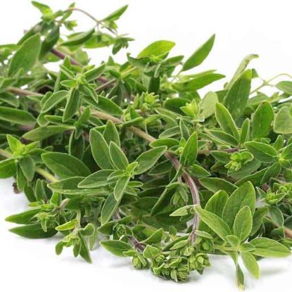 Picture of HERB OREGANO Organic (Bunch)