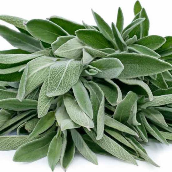 Picture of HERB SAGE Organic (Bunch)