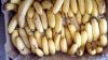 Picture of BANANA CAVENDISH 13KG Organic BOX