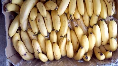 Picture of BANANA CAVENDISH 13KG Organic BOX