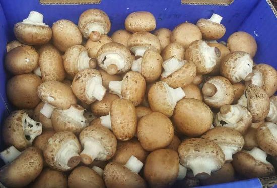 Picture of MUSHROOM SWISS BROWN Organic (KG)