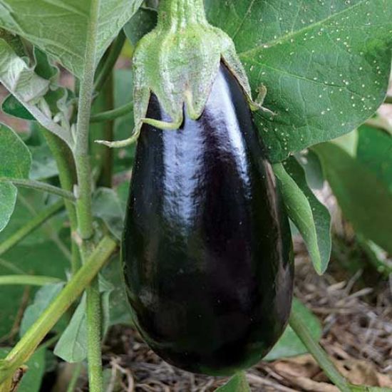 Picture of EGGPLANT Organic (KG)