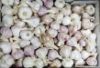 Picture of GARLIC PURPLE Organic (100g)