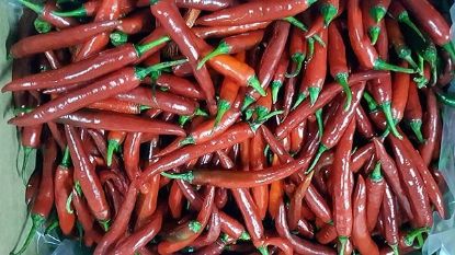 Picture of CHILLI CAYENE (long) Organic (KG)