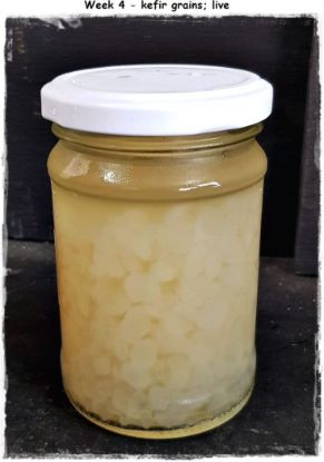 Picture of OFM - WATER KEFIR GRAINS, LIVE