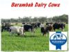 Picture of FULL CREAM MILK, ORGANIC - BARAMBA / 2LTR