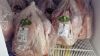 Picture of Green Ag TURKEY WHOLE Organic 4.5-10 kg
