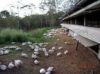 Picture of CHICKEN FRAMES Pasture-raised  1 kg