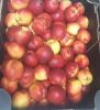 Picture of NECTARINE WHITE Organic (KG)