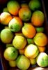 Picture of ORANGES  VALENCIA Organic (KG)