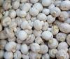 Picture of MUSHROOM WHITE BUTTON Organic (KG)