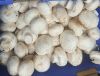 Picture of MUSHROOM WHITE BUTTON Organic (KG)