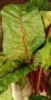 Picture of RAINBOW CHARD Organic (Bunch)