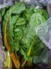 Picture of RAINBOW CHARD Organic (Bunch)