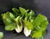 Picture of BOK CHOY Organic (EACH)