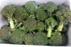 Picture of BROCCOLI Organic (KG)