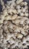 Picture of GINGER Organic (KG) Order in 100g