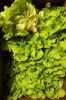 Picture of LETTUCE FANCY / OAKLEAF Organic (EACH)