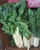 Picture of SILVERBEET Organic (BUNCH)