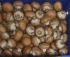 Picture of MUSHROOM SWISS BROWN Organic (KG)