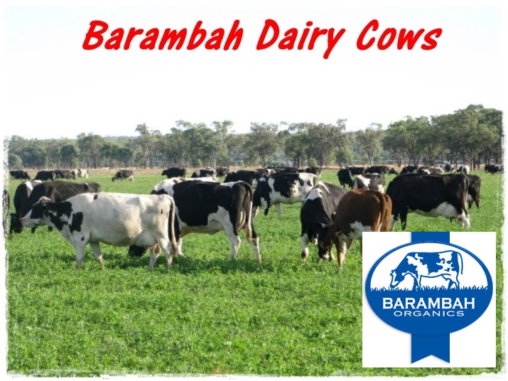 Barambah organic cows in paddock